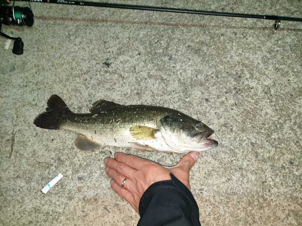 The First Bass Fish I Caught